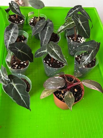 Alocasia Polly Baby Planten beschikbaar voor biedingen