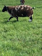 LUXE BONTE DEKRAMMEN GEREGISSEERD BIJ NSFO, Dieren en Toebehoren, Mannelijk, Schaap, 0 tot 2 jaar