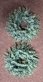2 eucalyptus kransen krans !, Ophalen of Verzenden, Gebruikt