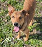 Prachtige puppy's ter adoptie!, Dieren en Toebehoren, Honden | Niet-rashonden, Particulier, 15 weken tot 1 jaar, Buitenland, Meerdere