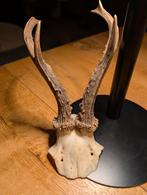 Klein Ree Gewei - Decoratief, Ophalen of Verzenden, Gebruikt, Hert, Gewei of Kop