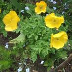 Vrolijke vaste plant gele klaproos, Volle zon, Vaste plant, Zomer, Ophalen