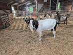 Zwart bonte bok, Dieren en Toebehoren, Schapen, Geiten en Varkens, Mannelijk, Geit