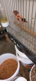 Harlekijn  man, Dieren en Toebehoren, Vogels | Kanaries, Mannelijk