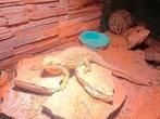 Vrouwelijke baardagaam met terrarium ziet foto, Dieren en Toebehoren, Reptielen en Amfibieën, Hagedis