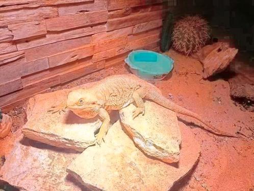 Vrouwelijke baardagaam met terrarium ziet foto, Dieren en Toebehoren, Reptielen en Amfibieën, Hagedis