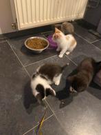 Maincoon kruising, Poes