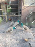 Pauwen te koop, Dieren en Toebehoren, Pluimvee