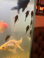 Algeneters, Dieren en Toebehoren, Vissen | Aquariumvissen, Vis