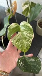 Monstera variegata stek, Ophalen, Overige soorten, Minder dan 100 cm