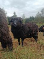 Diverse Skudde rammen te koop/te huur, Dieren en Toebehoren, Schapen, Geiten en Varkens, Mannelijk, Schaap