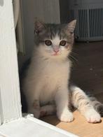 11 weken  Britisch Shorthair, 0 tot 2 jaar