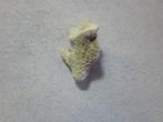 Porites spec (koraal), Verzamelen, Mineralen en Fossielen, Ophalen of Verzenden, Fossiel