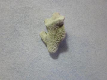Porites spec (koraal) beschikbaar voor biedingen