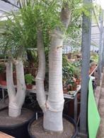 Caudex Moringa Oleifera circa 220-230 cm hoog, Ophalen, 200 cm of meer, Overige soorten, In pot