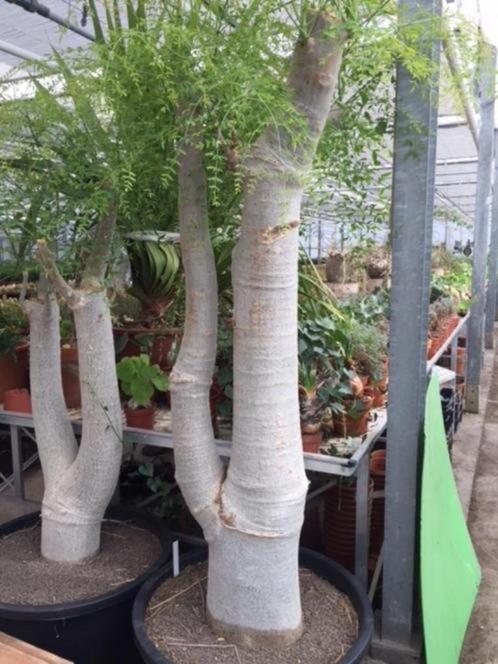 Caudex Moringa Oleifera circa 220-230 cm hoog, Huis en Inrichting, Kamerplanten, Overige soorten, 200 cm of meer, Bloeiende kamerplant