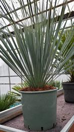 Yucca rostrata winterhard., Overige soorten, 100 tot 250 cm, Zomer, Ophalen