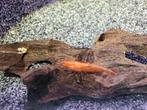Neocaridina Bloody Mary oranje ogen - Low grade opruiming!, Kreeft, Krab of Garnaal