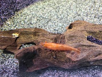 Neocaridina Bloody Mary oranje ogen - Low grade opruiming! beschikbaar voor biedingen