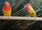 Gezocht diverse soorten kromsnavels, Meerdere dieren, Papegaai