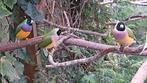 Onverwant koppel gouldamadines., Dieren en Toebehoren, Vogels | Overige Vogels, Meerdere dieren