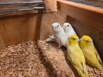 Jonge Forpussen, Dieren en Toebehoren, Geslacht onbekend, Parkiet