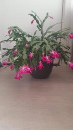 Kamerplant (lidcactus), Huis en Inrichting, Kamerplanten, Ophalen, Halfschaduw, Minder dan 100 cm, Bloeiende kamerplant