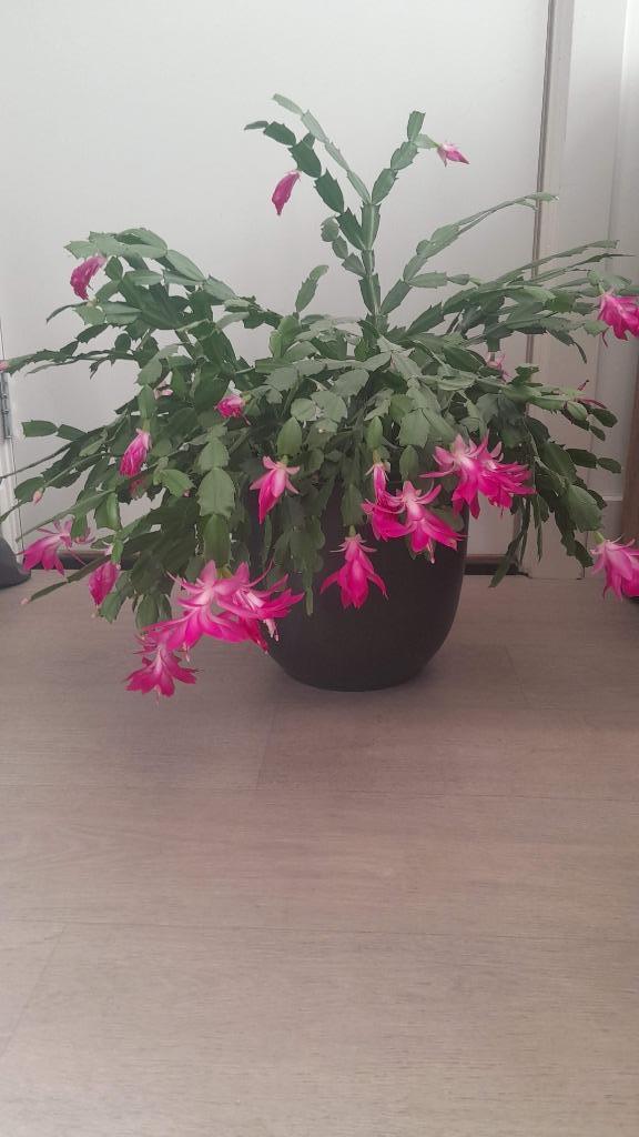 Kamerplant (lidcactus), Huis en Inrichting, Kamerplanten, Cactus, Minder dan 100 cm, Bloeiende kamerplant, Halfschaduw, In pot