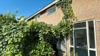 Oude druiven plant., Ophalen, Halfschaduw, Overige soorten