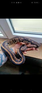 Volwassen regiussen, Dieren en Toebehoren, Reptielen en Amfibieën, Slang