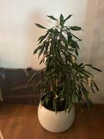 Grote groene kamerplant, Ophalen of Verzenden, Overige soorten, 150 tot 200 cm