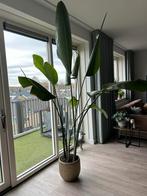Strelitzia Kamerplant 2.20m Hoog, Huis en Inrichting, Kamerplanten, Ophalen, 200 cm of meer, Overige soorten, Halfschaduw