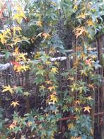 Liquidambar Slender Silhouette in pot, Bloeit niet, Ophalen of Verzenden, 100 tot 250 cm, Zuilboom