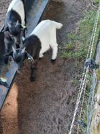 Bokje uit lakenvelder ouders, Mannelijk, Geit