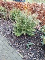 3 varens, Tuin en Terras, Ophalen, Bloeit niet, Varens, Halfschaduw