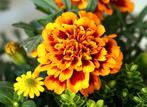 Afrikaantjes!, Tuin en Terras, Ophalen, Zomer, Volle zon