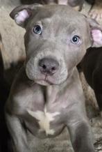 AMERICAN BULLY XL. laatste 2 pups 700€ Whatsapp 0626771256, Dieren en Toebehoren, Honden | Bulldogs, Pinschers en Molossers, Parvo