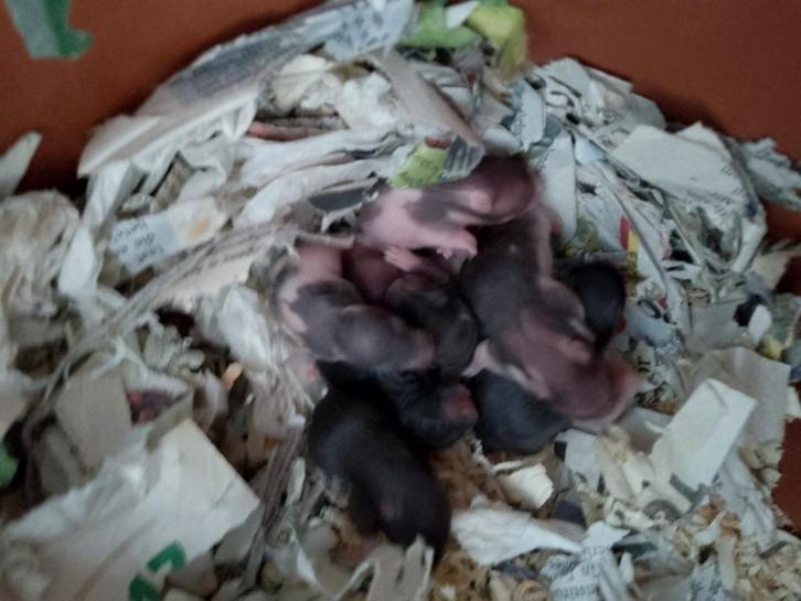 1 lief zwart goudhamster mannetje zoekt goed huis, Dieren en Toebehoren, Knaagdieren, Geslacht onbekend, Hamster, Augustus, Tam