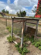 Hooiruif schapen, Meerdere dieren, Schaap