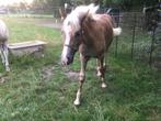 Haflinger merrieveulen, Dieren en Toebehoren, Paarden, Merrie, Minder dan 160 cm, Niet van toepassing, 0 tot 2 jaar