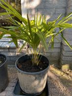 Trachycarepts Fortunei winterharde palmboom Cordyline, Volle zon, Ophalen of Verzenden, Minder dan 100 cm, Zomer