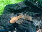 Ancistrus L 144 super red longfin, Dieren en Toebehoren, Vissen | Aquariumvissen, Vis