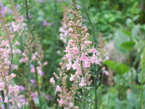linaria purpurea, vaste plant roze of paars, Tuin en Terras, Planten | Tuinplanten, Overige soorten, Halfschaduw, Zomer, Ophalen