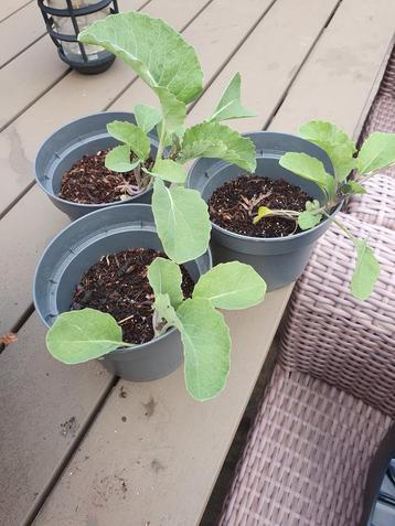 Bloemkool plantjes  beschikbaar voor biedingen