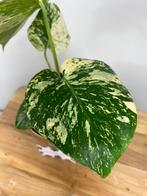 Monstera White Monster Mint Variegata #2