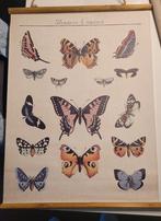 Educatieve poster "Vlinders", Natuur en Biologie, Ophalen of Verzenden