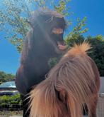Twee lieve shetlander hengsten te koop, Dieren en Toebehoren, Pony's, Hengst, A pony (tot 1.17m), Recreatiepony, 0 tot 2 jaar