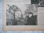 Artis. Kameel. 1931., Ophalen of Verzenden, 1920 tot 1940, Nederland, Knipsel(s)
