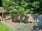 kersenboompje, Tuin en Terras, Planten | Bomen, Ophalen, Volle zon, Overige soorten