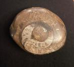 Mooie Ammoniet Fossiel, Ophalen of Verzenden, Fossiel